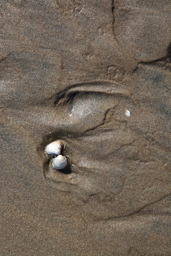 Small white seashell on sandy brown wet beach. Falkenberg, Sweden.