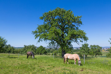 Pferdekoppel im Sommer