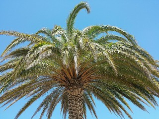 Palm tree crown on blue sky background in Florida nature