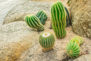 Cactus in the garden.