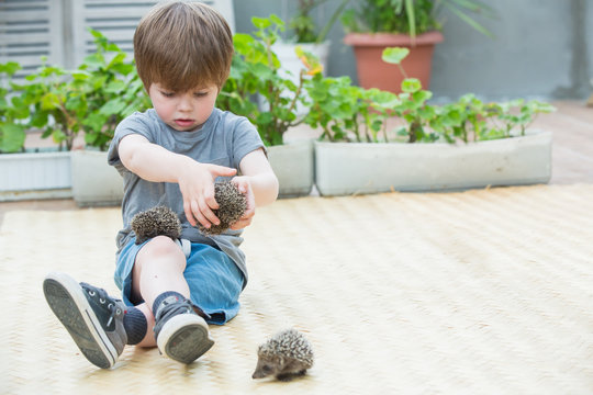 Little boy playing with hedgehog