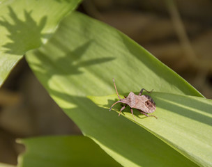 shield bug on ramsons leaf