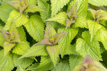 flourish leaves closeup