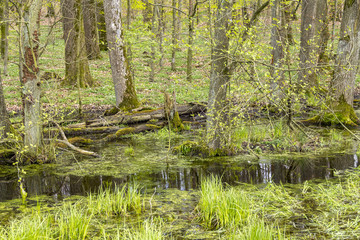 Fototapeta premium forest with swamp