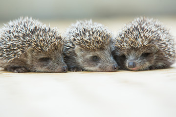 Three little Hedgehog portrait