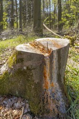 sunny forest scenery with tree trunk