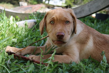 labrador retriever 