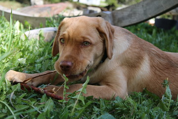 labrador retriever 