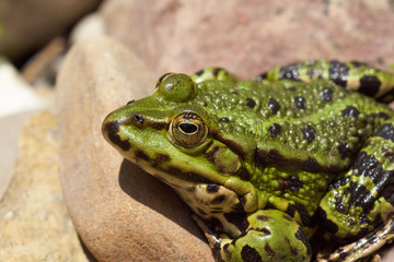Grass frog
