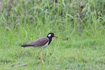 red-wattled lapwing 