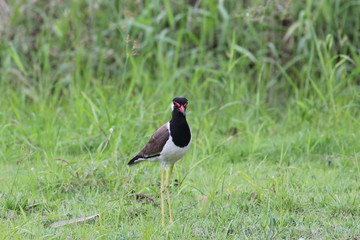 red-wattled lapwing 