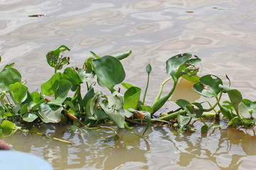 Naklejka premium Water hyacinth 