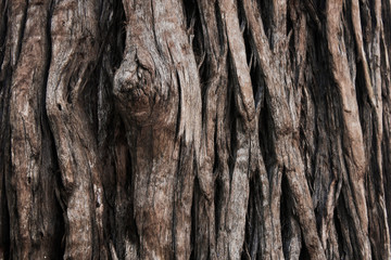 Close up tree texture