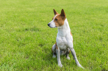 Dirty mature basenji dog resting in spring grass after everyday run