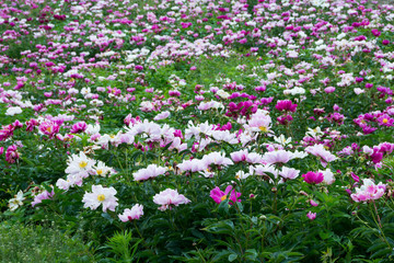 カラフルなシャクヤクの花畑