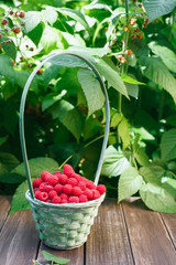 Basket with raspberries near bush on wooden table in garden