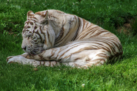 Tigre blanc