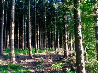 Sonne durchdringt den wald