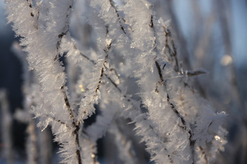 ice cristals in reed and sun