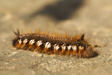 The drinker moth  (Euthrix potatoria)
