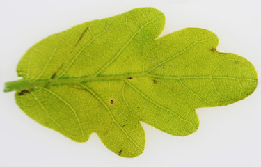 Young leaf Oak Quercus macro close up spring.