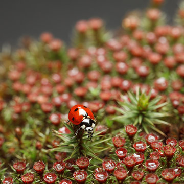 Ladybird on red blossom moss