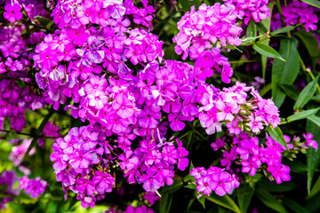 Phlox paniculata is growing in the country garden 