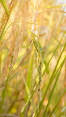 Spikelet of rice in the field