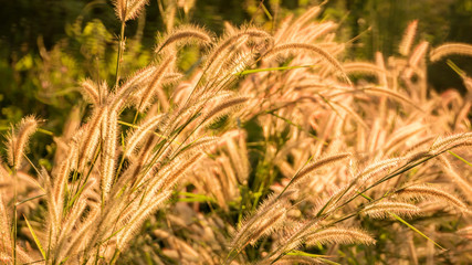 close up The Liliopsida