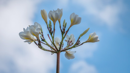 white plumeria flower