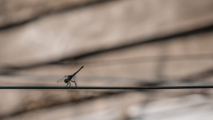 dragonfly on the rope