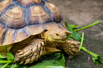 turtle in the zoo.