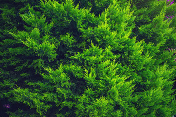 Interesting background of bright green leaves of the plant thuja in the spring with beautiful light. Concept of ecology