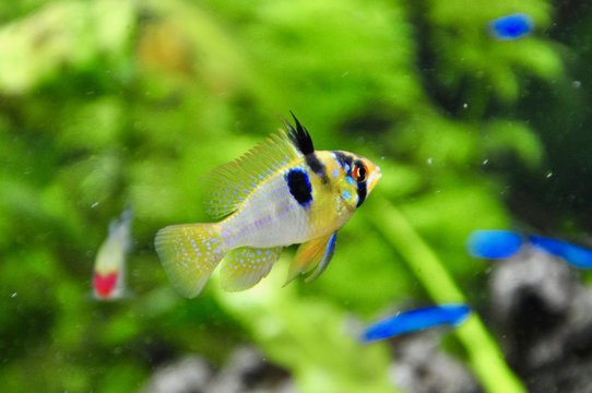 Mikrogeophagus ramirezi