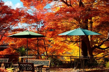 Naklejka premium Autumn scenery of fiery red maple trees with wooden benches & parasols in the forest ~ Scenic view of colorful maple foliage in the garden of Ruriko-In, a famous Buddhist temple in Kyoto Japan