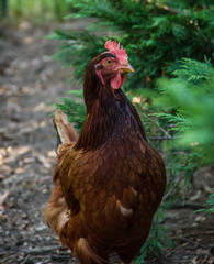 Hen