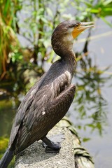 カワウ