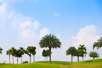 Blue sky and green grass and palm trees on golf  coures