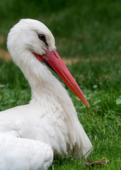 weissstorch
