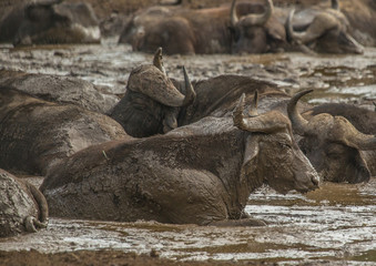 A herd of african buffolos lying in the mud at the Hluhluwe iMfolozi Park