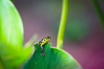 Yellow and green Strawberry Poison Dart Frog on Isla Colon, Bocas del Toro, Panama.