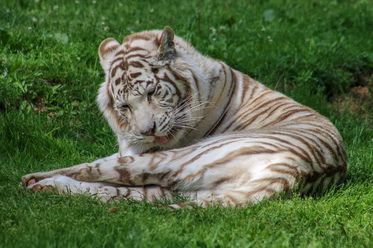 Tigre blanc
