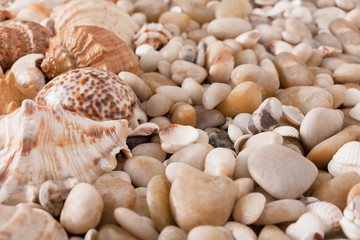 Seashells and pebbles background, natural seashore stones