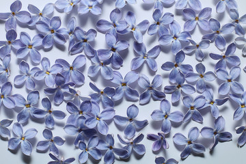 Lilac petals on a white background 