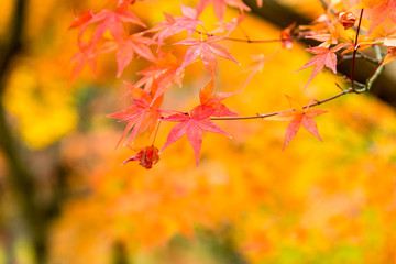 the beautiful autumn color of Japan maple.leaves on tree, yellow, orange and red discoloration in the park, when the leaves change colorful in November, every year