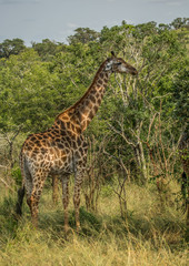 Giraffes at the woodland of the Hluhluwe iMfolozi Park