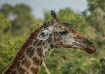 Naklejka na ściany i meble Giraffes at the woodland of the Hluhluwe iMfolozi Park