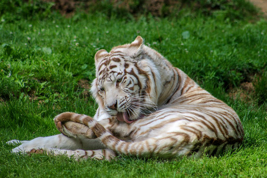 Tigre blanc