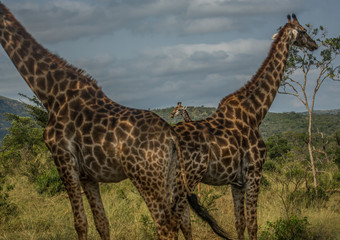 Naklejka na ściany i meble Giraffes at the woodland of the Hluhluwe iMfolozi Park