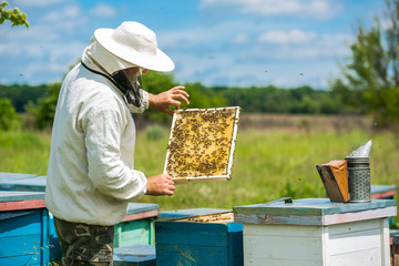 Beekeeper is working with bees and beehives on the apiary. Beekeeper on apiary.